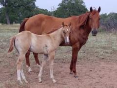 Boon Fever <br>AQHA 5556894